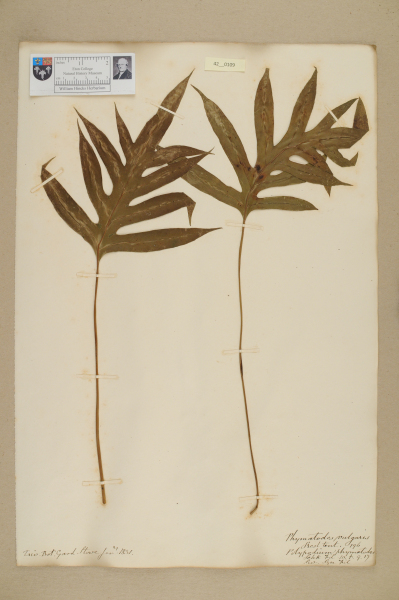 NHM_HH_42.109-2010 image NHM_HH_42.109-2010