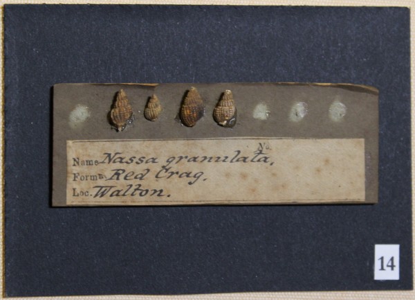 NHM-FT.14__-2016 image NHM-FT.14__-2016