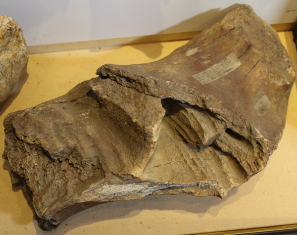 NHM.191-2016 image NHM.191-2016