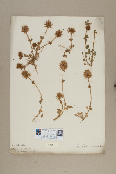 NHM_HH_16.15-2010 image NHM_HH_16.15-2010