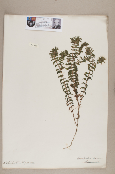 NHM_HH_30.39-2010 image NHM_HH_30.39-2010