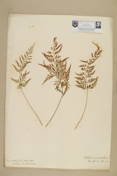 NHM_HH_42.51-2010 image NHM_HH_42.51-2010