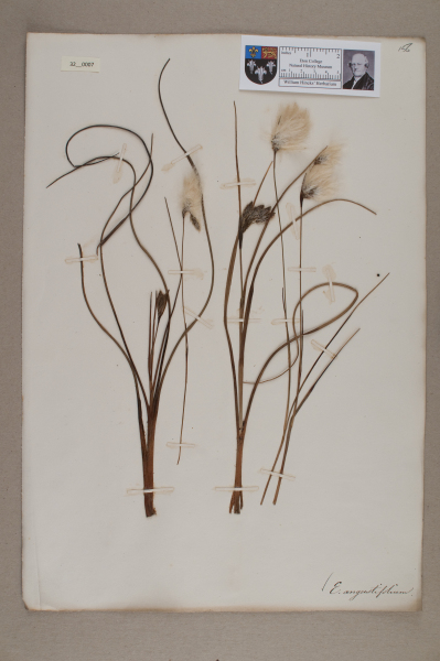 NHM_HH_32.7-2010 image NHM_HH_32.7-2010