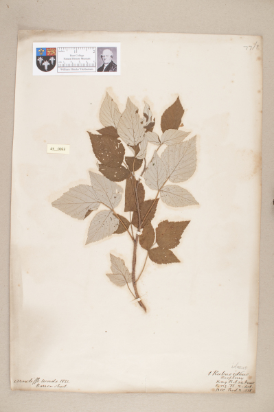 image NHM_HH_43.53-2010