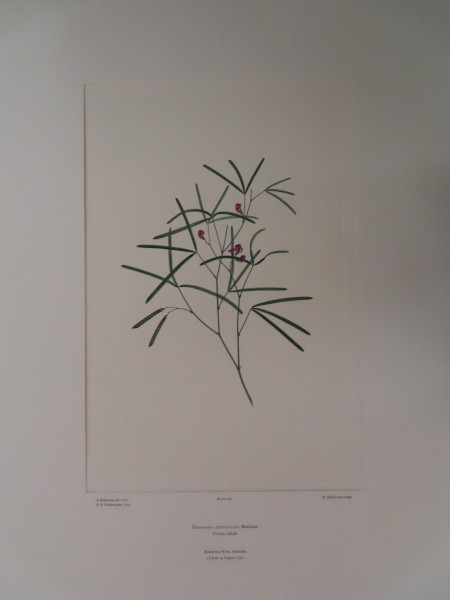 FDA-E.2916_3_23-2016-A image FDA-E.2916_3_23-2016-A