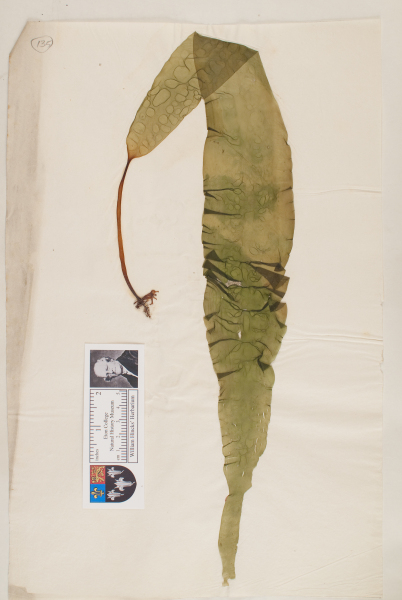 NHM_HH_1.135-2010 image NHM_HH_1.135-2010