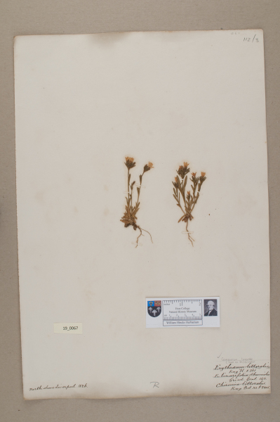 NHM_HH_19.67-2010 image NHM_HH_19.67-2010