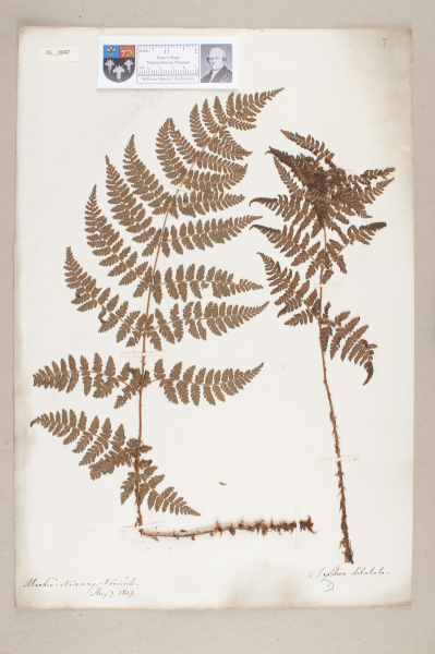 NHM_HH_5.47-2010 image NHM_HH_5.47-2010