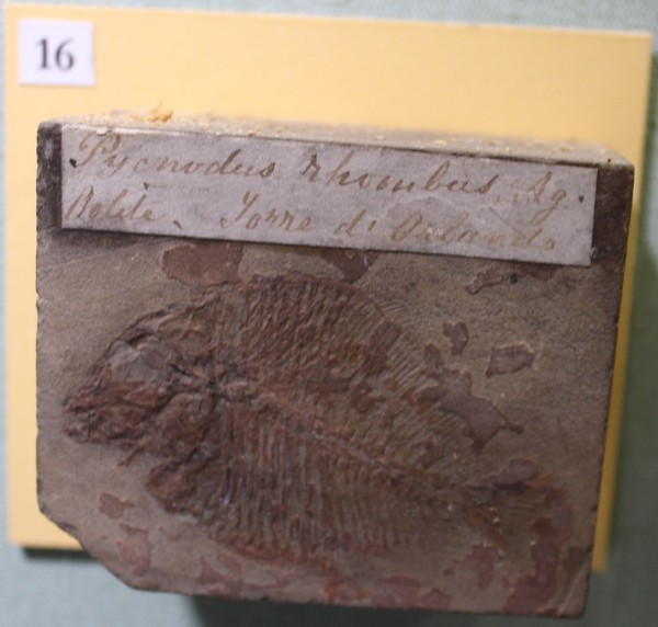 NHM.477-2017 image NHM.477-2017