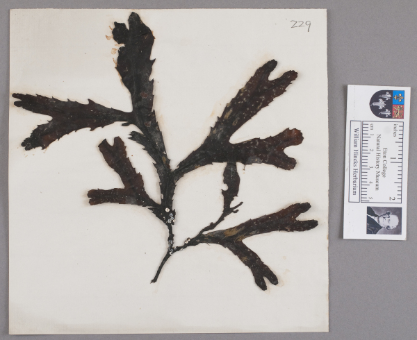 NHM_HH_1.229-2010 image NHM_HH_1.229-2010