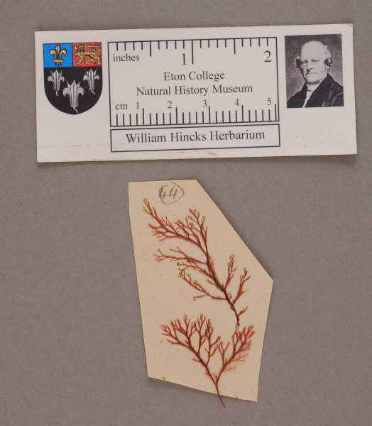 NHM_HH_1.44-2010 image NHM_HH_1.44-2010