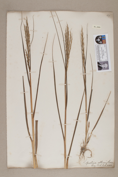 NHM_HH_36.29-2010 image NHM_HH_36.29-2010