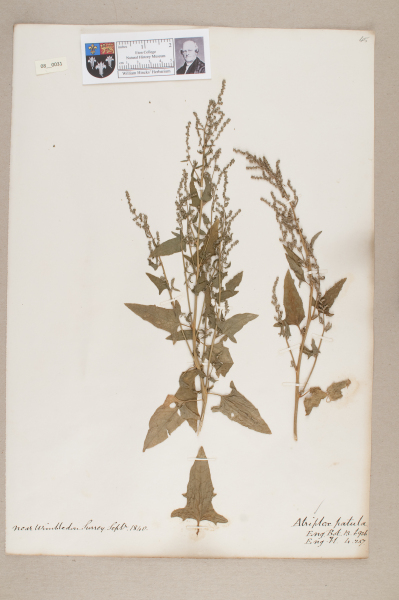 NHM_HH_8.31-2010 image NHM_HH_8.31-2010