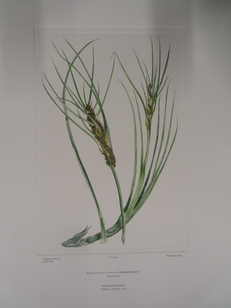 FDA-E.2916_26_25-2016-A image FDA-E.2916_26_25-2016-A