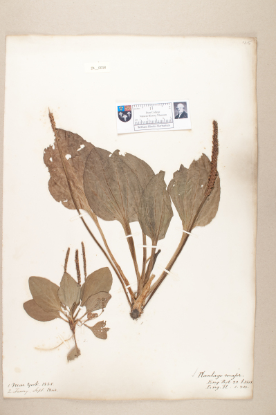 NHM_HH_24.18-2010 image NHM_HH_24.18-2010