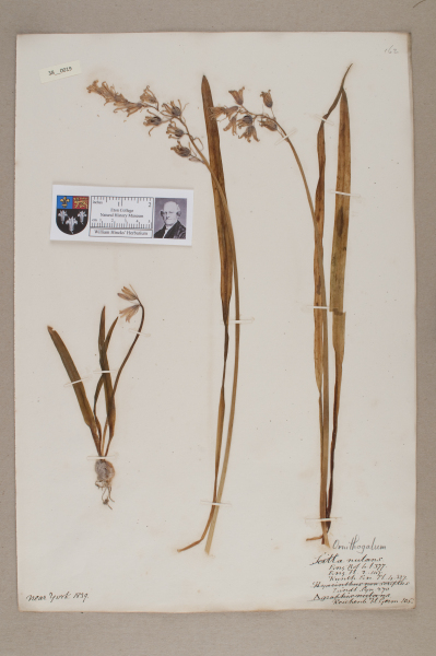 NHM_HH_38.19-2010 image NHM_HH_38.19-2010