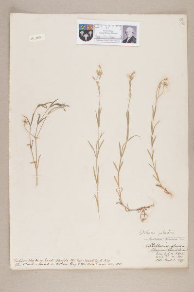 NHM_HH_9.26-2010 image NHM_HH_9.26-2010