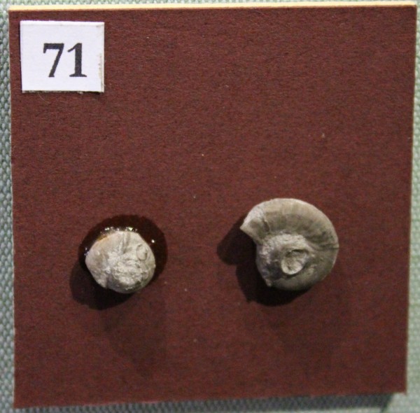 NHM.532-2017 image NHM.532-2017