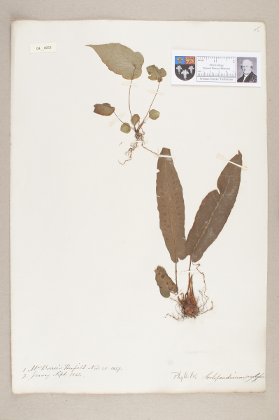 NHM_HH_4.53-2010 image NHM_HH_4.53-2010