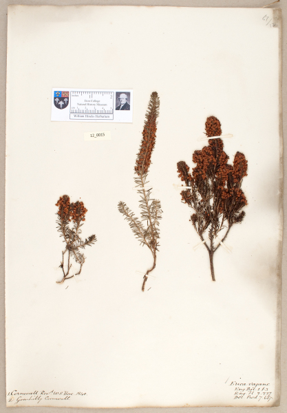 NHM_HH_12.15-2010 image NHM_HH_12.15-2010