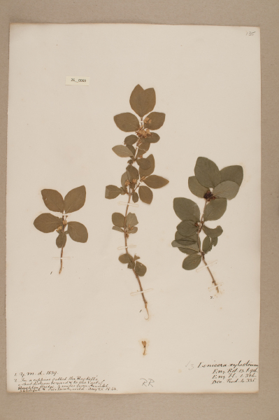 image NHM_HH_26.69-2010