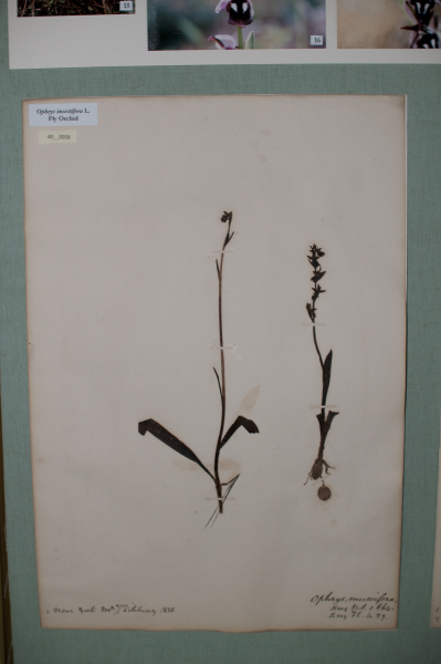 NHM_HH_40.58-2010 image NHM_HH_40.58-2010