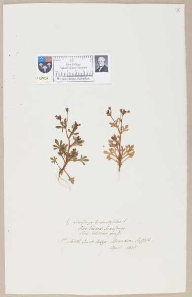 NHM_HH_13.24-2010 image NHM_HH_13.24-2010