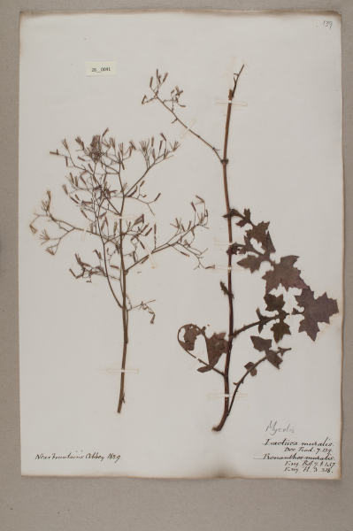 NHM_HH_28.41-2010 image NHM_HH_28.41-2010