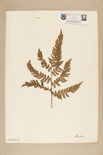 NHM_HH_41.28-2010 image NHM_HH_41.28-2010