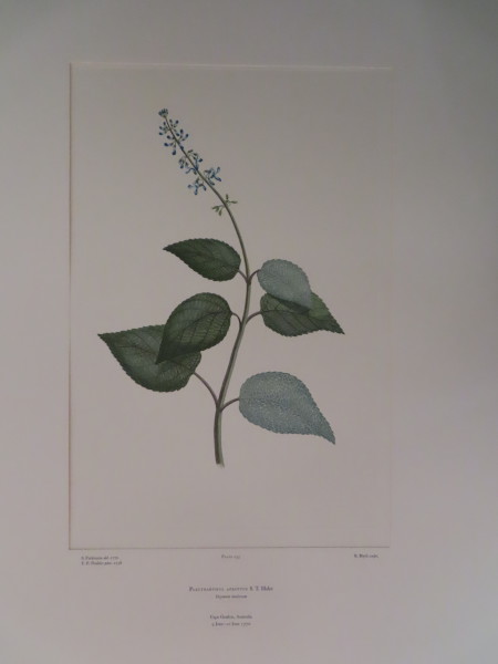 image FDA-E.2916_12_11-2016-A