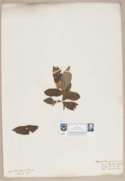 NHM_HH_14.34-2010 image NHM_HH_14.34-2010