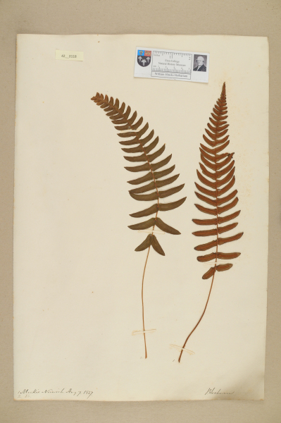 NHM_HH_42.118-2010 image NHM_HH_42.118-2010