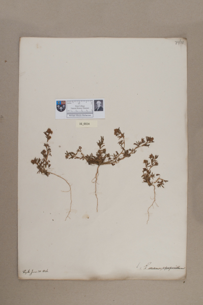 NHM_HH_16.24-2010 image NHM_HH_16.24-2010