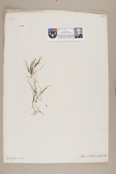 NHM_HH_30.48-2010 image NHM_HH_30.48-2010