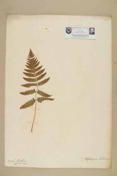 NHM_HH_42.60-2010 image NHM_HH_42.60-2010