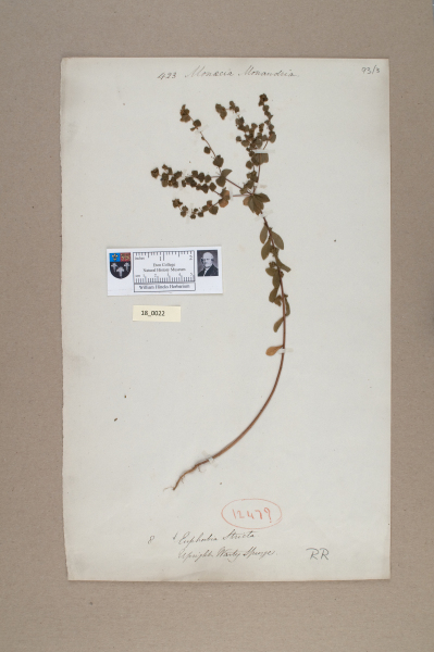 NHM_HH_18.22-2010 image NHM_HH_18.22-2010