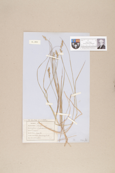 NHM_HH_33.16-2010 image NHM_HH_33.16-2010