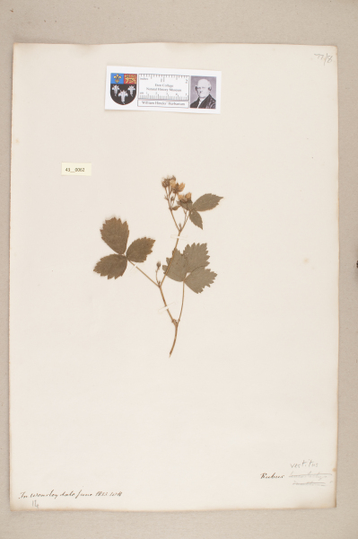 image NHM_HH_43.62-2010