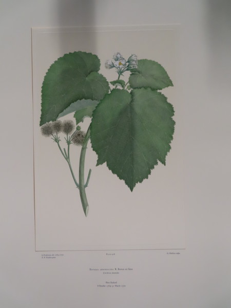 image FDA-E.2916_20_20-2016-A