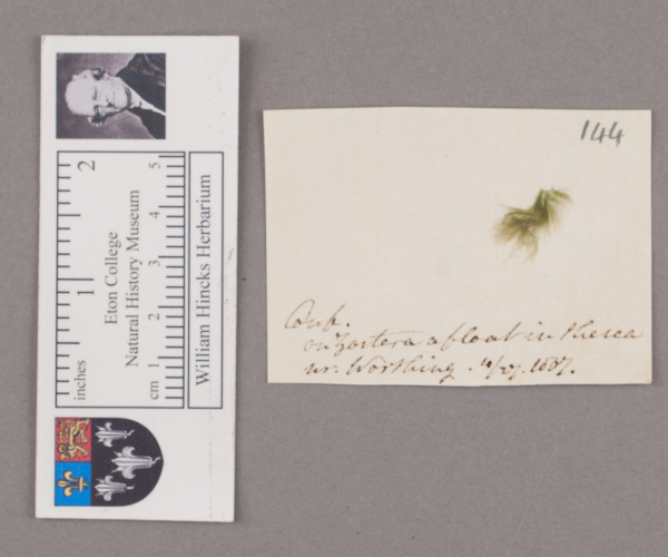 NHM_HH_1.144-2010 image NHM_HH_1.144-2010