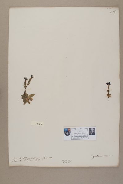 NHM_HH_19.76-2010 image NHM_HH_19.76-2010