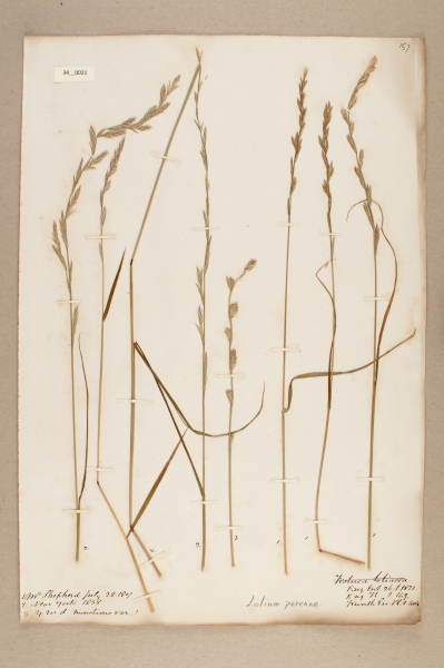 NHM_HH_34.21-2010 image NHM_HH_34.21-2010