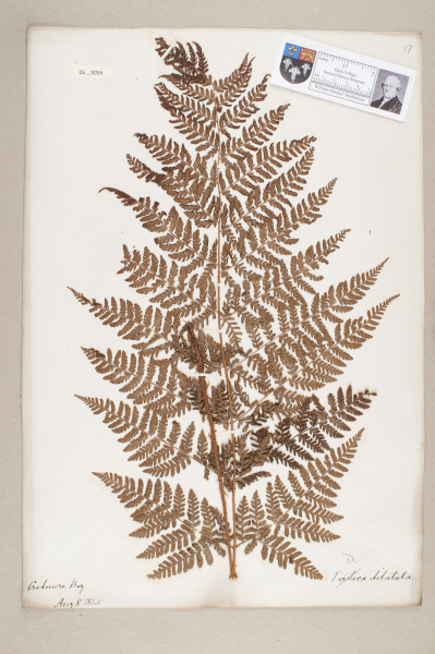 NHM_HH_5.56-2010 image NHM_HH_5.56-2010