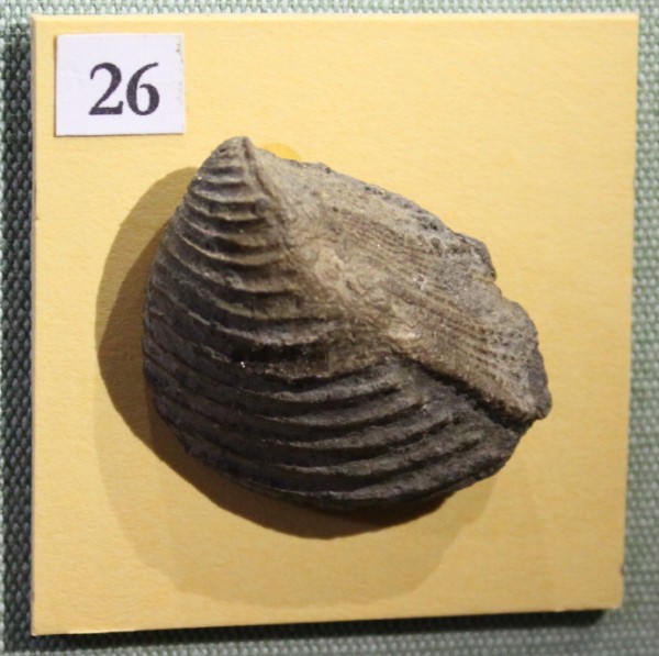 NHM.487-2017 image NHM.487-2017