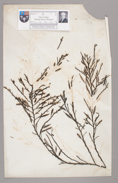 NHM_HH_1.239-2010 image NHM_HH_1.239-2010