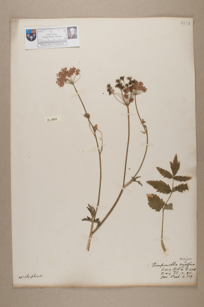 NHM_HH_21.31-2010 image NHM_HH_21.31-2010