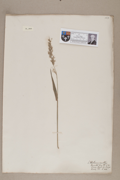 NHM_HH_35.26-2010 image NHM_HH_35.26-2010