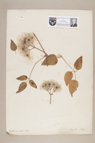 NHM_HH_7.30-2010 image NHM_HH_7.30-2010