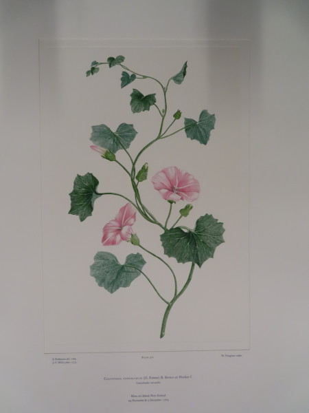 FDA-E.2916_24_23-2016-A image FDA-E.2916_24_23-2016-A