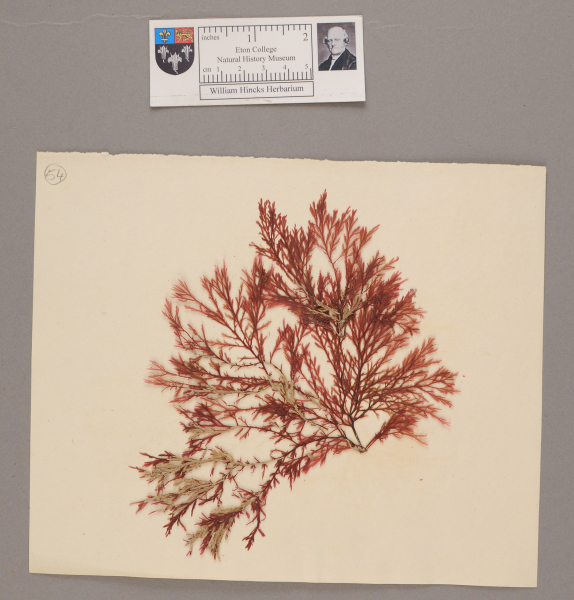 NHM_HH_1.54-2010 image NHM_HH_1.54-2010